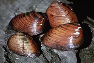 Mussel: Endangered Clubshell Mussel