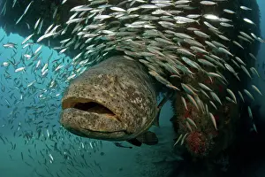 Punctatus: Endangered Goliath Grouper