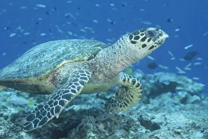 Flipper: An endangered hawksbill sea turtle (Eretmochelys