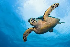 Hawksbill: An endangered Hawksbill Turtle (Eretmochelys imbricata)