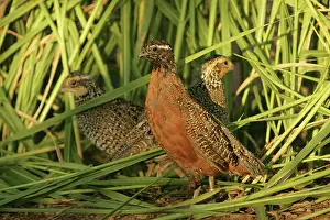 Buenos: Endangered Masked Bobwhites