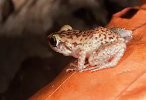 Playa: Endangered Mona Island Coqui, Electherodactylus