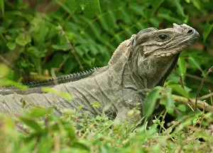 Cornuta: Endangered Mona Island ground Iguana (Cyclura