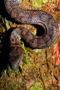 Selective: Endangered Puerto Rican Boa, (Epicrates