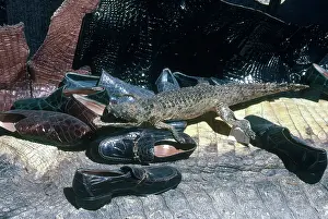Taxidermy: Endangered Reptile Products
