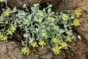 Cyrpus: An endemic Alison, Alyssum akamassicum, on the