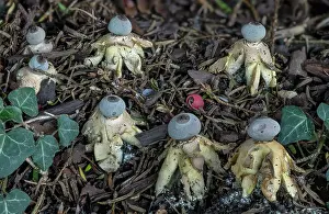 Eukaryotes: An endemic Earthstar fungus, Geastrum britannicu