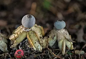 Eukaryotes: An endemic Earthstar fungus, Geastrum britannicu