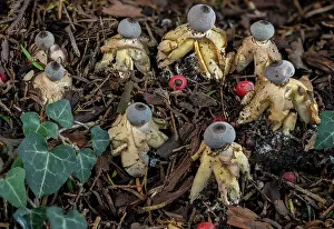 Eukaryotes: An endemic Earthstar fungus, Geastrum britannicu