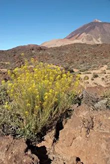 Islas: Endemic high elevation shrub with yellow
