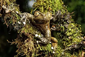 Batrachians: Endemic neotropical frog Tapichalaca Torrenteer