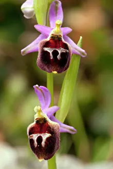 Ophrys: An Endemic Orchid - in flower