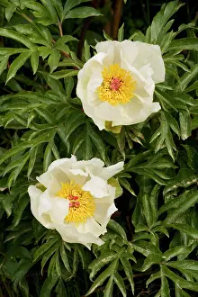 Paeony: An endemic paeony