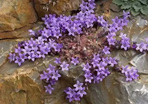 Campanula: An endemic Peloponnese rock bellflower