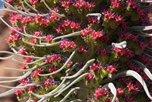Negative: Endemic plant in bloom (Echium wildpretii)