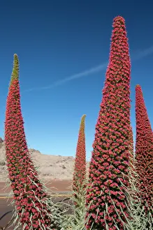 Islas: Endemic plant in bloom, Red bugloss (Echium