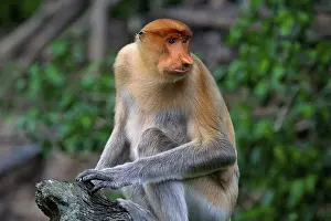 Malaysia: Endemic Proboscis monkey or Long-nosed monkey (Nasalis larvatus)