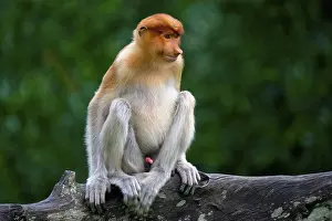 Malaysia: Endemic Proboscis monkey or Long-nosed monkey (Nasalis larvatus)