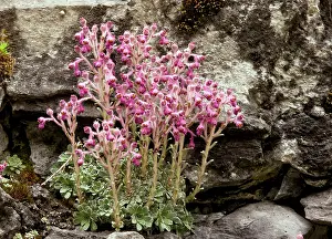 Saxifrage: Endemic Saxifrage - on limestone in the Trigrad gorge