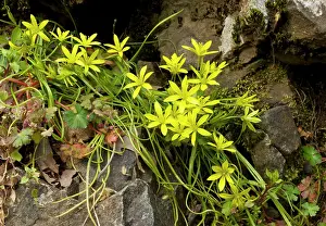Cyrpus: An endemic Star-of-Bethlehem