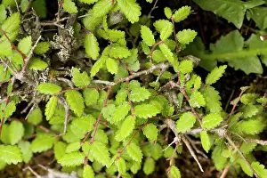Member: An endemic tree, member of the elm family
