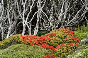 Distorted: Enderby Island with flowering Southern Rata forest canopy