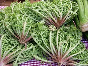 Composite: Endive