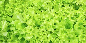 Balanced: Endive Lettuce Endive Vegetable Background From