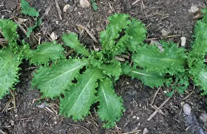 Cichorium: Endive plants