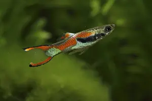 Guppies: Endler's Guppy male and aquarium plants