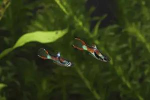 Guppies: Endler's Guppy males and aquarium plants
