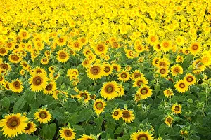 Endless: Endless field of yellow sunflowers