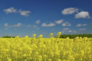 Endless: Endless rape fields and blue sky, spring, May, Funen