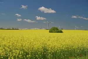 Economy: Endless rape fields, wind turbines and blue sky
