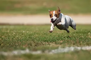Energetic: Energetic jack russell terrier dog runs on the grass