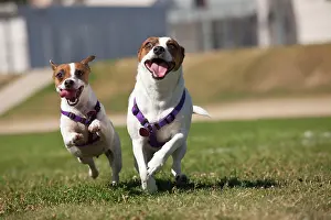 Energetic: Energetic jack russell terrier dogs running on the