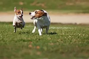 Energetic: Energetic jack russell terrier dogs running on the