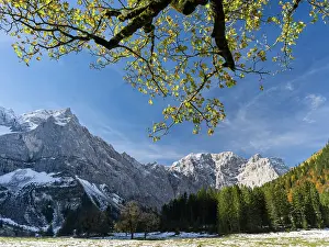 Vomp: Eng Valley with the famous sycamore and