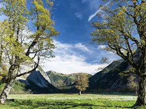 Vomp: Eng Valley with the famous sycamore and