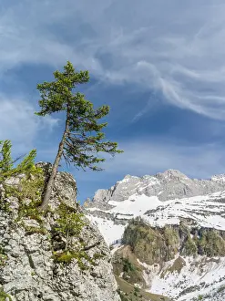 Acer: Eng Valley, Karwendel mountain range, Austria