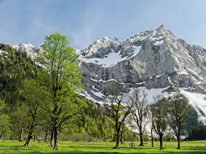 Acer: Eng Valley, Karwendel mountain range, Austria