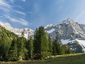 Acer: Eng Valley, Karwendel mountain range, Austria