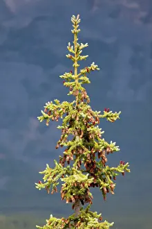 Engelmann: Engelmann Spruce - with mature cones
