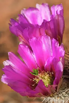 Engelmann: Engelmann / Strawberry Hedgehog Cactus