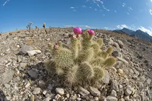 Engelmann: Engelmann's hedgehog cacti