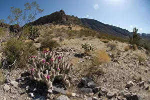 Engelmann: Engelmann's hedgehog cacti, with joshua tree and