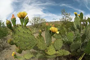Pears: Engelmann's Prickly Pear Cacti - with flowers
