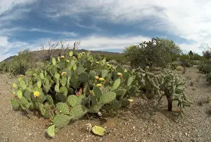 Pears: Engelmann's Prickly Pear Cacti - Whole plant showing flowers