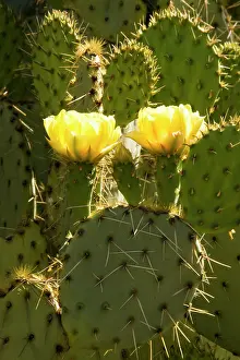 Pears: Engelmann's Prickly Pear - The flowers of this