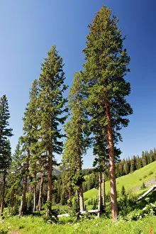 Gulch: Engelman's Spruce - in Rustler's Gulch, Maroon